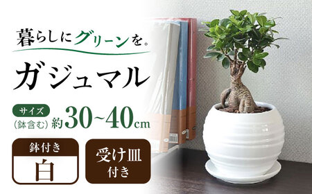 観葉植物 ガジュマル 多幸の木 ボール形 陶器 鉢 （白） / ガジュマル 陶器鉢 観葉 植物 インテリア おしゃれ プレゼント / 大村市 /琴花園[ACYK008]