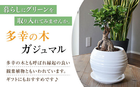 観葉植物 ガジュマル 多幸の木 ボール形 陶器 鉢 （白） / ガジュマル 陶器鉢 観葉 植物 インテリア おしゃれ プレゼント / 大村市 /琴花園[ACYK008]