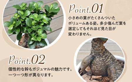 観葉植物 ガジュマル 多幸の木 ボール形 陶器 鉢 （白） / ガジュマル 陶器鉢 観葉 植物 インテリア おしゃれ プレゼント / 大村市 /琴花園[ACYK008]