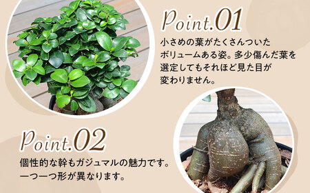 観葉植物 ガジュマル 多幸の木 6号 ブラックセラアート 鉢 大村市