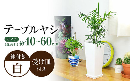 観葉植物 テーブルヤシ スクエア 陶器鉢 受け皿付き  / 観葉 植物 インテリア おしゃれ プレゼント / 大村市 /琴花園[ACYK017]