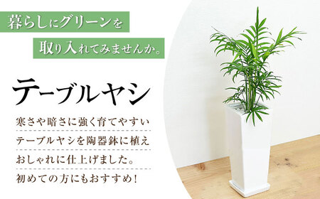 観葉植物 テーブルヤシ スクエア 陶器鉢 受け皿付き  / 観葉 植物 インテリア おしゃれ プレゼント / 大村市 /琴花園[ACYK017]