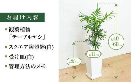 観葉植物 テーブルヤシ スクエア 陶器鉢 受け皿付き  / 観葉 植物 インテリア おしゃれ プレゼント / 大村市 /琴花園[ACYK017]