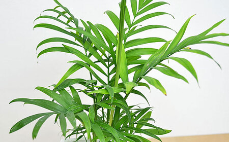 観葉植物 テーブルヤシ スクエア 陶器鉢 受け皿付き  / 観葉 植物 インテリア おしゃれ プレゼント / 大村市 /琴花園[ACYK017]