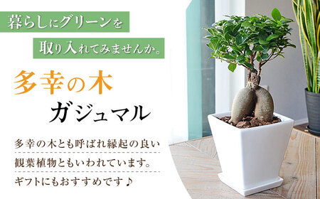 観葉植物 ガジュマル 多幸の木 ホワイトスクエア 陶器鉢 / 観葉 植物