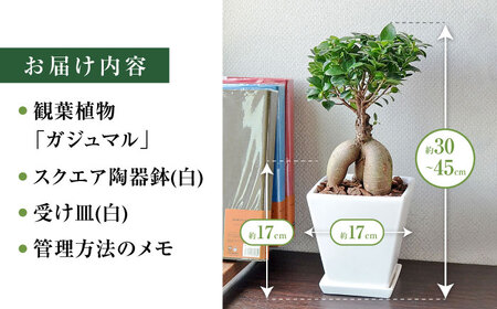 観葉植物 ガジュマル 多幸の木 ホワイトスクエア 陶器鉢 / 観葉 植物 インテリア おしゃれ プレゼント / 大村市 /  フラワーコーポレーション[ACYK018] | 長崎県大村市 | ふるさと納税サイト「ふるなび」