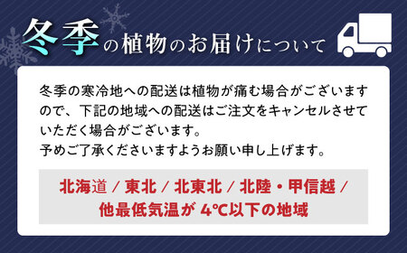 観葉植物 ガジュマル 多幸の木 ホワイトスクエア 陶器鉢  / 観葉 植物 インテリア おしゃれ プレゼント / 大村市 /琴花園[ACYK018]