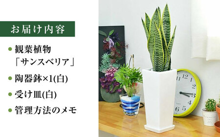 観葉植物 サンスベリア 陶器鉢植え 植物 インテリア 角型  / 観葉 植物 インテリア おしゃれ プレゼント / 大村市 /琴花園[ACYK020]
