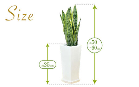 観葉植物 サンスベリア 陶器鉢植え 植物 インテリア 角型  / 観葉 植物 インテリア おしゃれ プレゼント / 大村市 /琴花園[ACYK020]