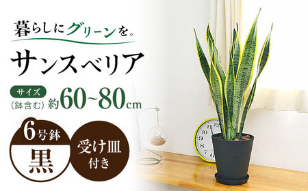 観葉植物 サンスベリア  6号 セラート鉢植え / サンスベリア 鉢植え 室内 観葉植物 インテリア セラート おしゃれ 鉢植え/ 大村市 /琴花園 [ACYK021]