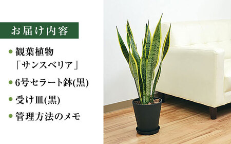 観葉植物 サンスベリア  6号 セラート鉢植え / サンスベリア 鉢植え 室内 観葉植物 インテリア セラート おしゃれ 鉢植え/ 大村市 /琴花園 [ACYK021]
