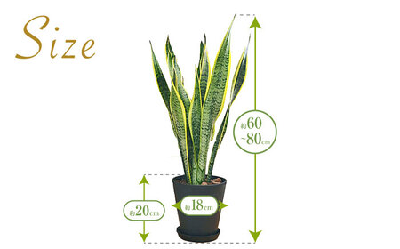 観葉植物 サンスベリア  6号 セラート鉢植え / サンスベリア 鉢植え 室内 観葉植物 インテリア セラート おしゃれ 鉢植え/ 大村市 /琴花園 [ACYK021]