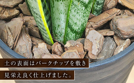 観葉植物 サンスベリア  6号 セラート鉢植え / サンスベリア 鉢植え 室内 観葉植物 インテリア セラート おしゃれ 鉢植え/ 大村市 /琴花園 [ACYK021]