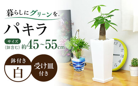 観葉植物 パキラ 陶器鉢植え インテリア 陶器鉢 卓上 角型 / 観葉 植物 インテリア おしゃれ プレゼント / 大村市 /琴花園[ACYK022]