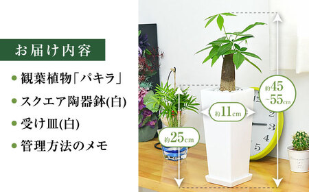 観葉植物 パキラ 陶器鉢植え インテリア 陶器鉢 卓上 角型 / 観葉 植物 