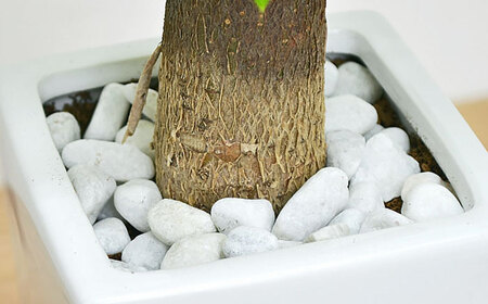 観葉植物 パキラ 陶器鉢植え インテリア 陶器鉢 卓上 角型 / 観葉 植物 インテリア おしゃれ プレゼント / 大村市 /琴花園[ACYK022]