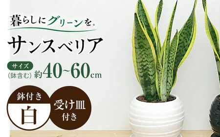 観葉植物 サンスベリア ボール型 陶器鉢  白 / 観葉 植物 インテリア おしゃれ / 大村市 /琴花園[ACYK025]