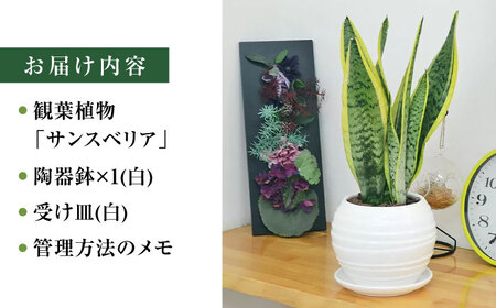 観葉植物 サンスベリア ボール型 陶器鉢  白 / 観葉 植物 インテリア おしゃれ / 大村市 /琴花園[ACYK025]