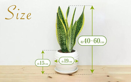 観葉植物 サンスベリア ボール型 陶器鉢  白 / 観葉 植物 インテリア おしゃれ / 大村市 /琴花園[ACYK025]