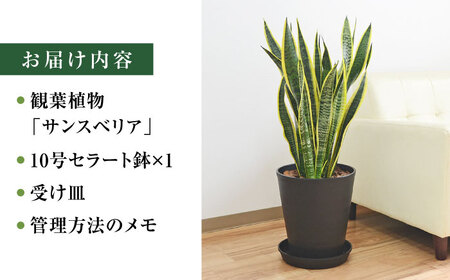 観葉植物  サンスベリア  ローレンティ 10号 ブラックセラート 鉢植え インテリア / サンスベリア 鉢植え 観葉 植物 インテリア おしゃれ プレゼント / 大村市 /琴花園[ACYK013]