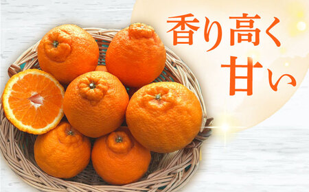 【2026年4月中旬発送開始】長崎県産 不知火 約5kg / 不知火 果物 フルーツ 柑橘 デコポン でこぽん 家庭用 柑橘 みかん 産地直送 旬 / 大村市 / かとりストアー[ACAN005]