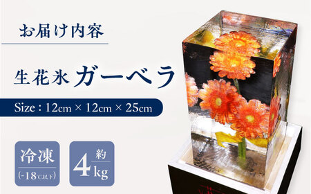 生花氷 ガーベラ (12cm×12cm×25cm) 約4kg 氷 花 インテリア プレゼント ギフト  大村市 大村製氷[ACZN003]