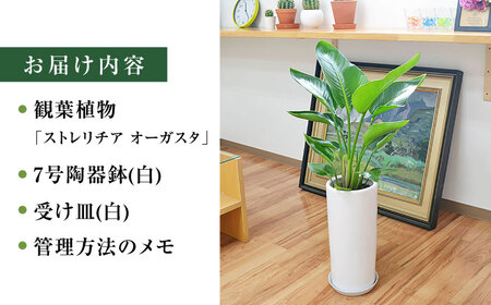 ストレリチア オーガスタ 円柱形陶器鉢植え（白） 7号サイズ / 観葉 植物 インテリア おしゃれ / 大村市 / 琴花園[ACYK028]