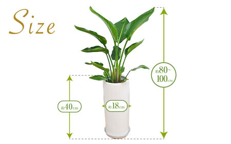 ストレリチア オーガスタ 円柱形陶器鉢植え（白） 7号サイズ / 観葉 植物 インテリア おしゃれ / 大村市 / 琴花園[ACYK028]