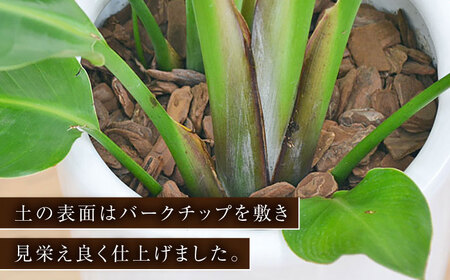 ストレリチア オーガスタ 円柱形陶器鉢植え（白） 7号サイズ / 観葉 植物 インテリア おしゃれ / 大村市 / 琴花園[ACYK028]
