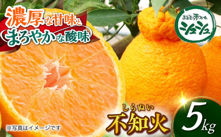 長崎県産　不知火20キロ #77 長崎県産 不知火20キロ #77 通販サイト一覧 長崎県産 不知火20キロ #