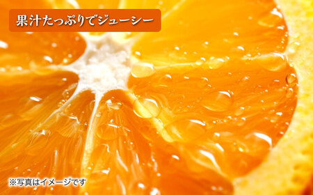 2026年3月中旬より順次発送予定】不知火 5kg / しらぬい みかん