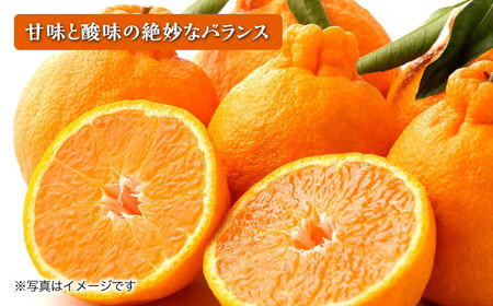 長崎県産　不知火20キロ #77 長崎県産 不知火20キロ #77 通販サイト一覧 長崎県産 不知火20キロ #