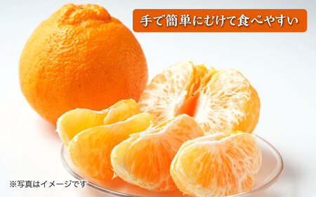 2026年3月中旬より順次発送予定】不知火 5kg / しらぬい みかん
