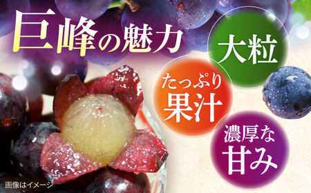 【先行予約：2026年8月中旬より順次発送予定】 巨峰 種あり 約3kg / ぶどう 葡萄 フルーツ / 大村市 / おおむら夢ファームシュシュ [ACAA381]