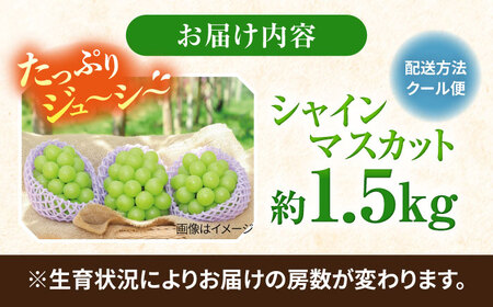 【2026年8月中旬以降発送開始】 シャインマスカット 2～3房 約1.5kg /マスカット シャイン ぶどう 葡萄/大村市/おおむら夢ファームシュシュ[ACAA480]