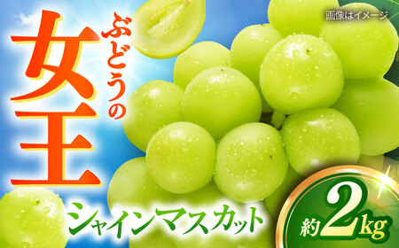 【2026年8月中旬以降発送開始】 シャインマスカット 3～4房 約2kg/マスカット シャイン ぶどう 葡萄/大村市/おおむら夢ファームシュシュ[ACAA481]