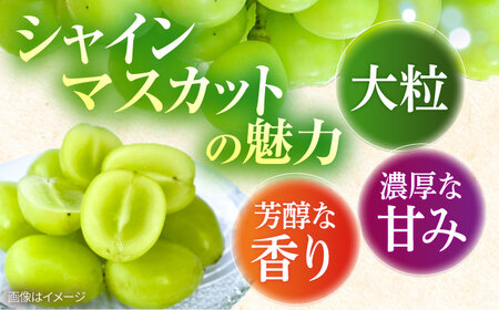 【2026年8月中旬以降発送開始】 シャインマスカット 3～4房 約2kg/マスカット シャイン ぶどう 葡萄/大村市/おおむら夢ファームシュシュ[ACAA481]