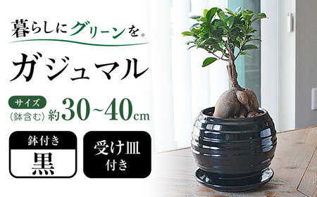観葉植物 ガジュマル 多幸の木 ボール形 陶器 鉢 （黒）/がじゅまる ガジュマル 陶器鉢 観葉 植物 インテリア おしゃれ プレゼント/大村市/琴花園[ACYK035]