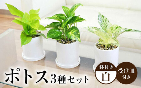 観葉植物 ポトス 3種類 3鉢セット/観葉 観葉植物セット ぽとす 植物 鉢 インテリア おしゃれ プレゼント/大村市/琴花園[ACYK037]