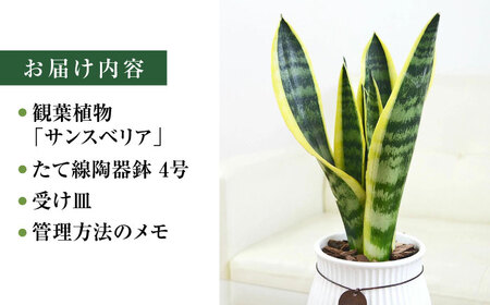 観葉植物 サンスベリア  ローレンティ バーティカルライン タグ付き 4号 ホワイト/サンスベリア 鉢植え 観葉 植物 インテリア おしゃれ プレゼント/大村市/琴花園[ACYK043]