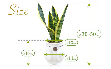 観葉植物 サンスベリア  ローレンティ バーティカルライン タグ付き 4号 ホワイト/サンスベリア 鉢植え 観葉 植物 インテリア おしゃれ プレゼント/大村市/琴花園[ACYK043]