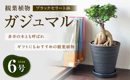 観葉植物 ガジュマル 多幸の木 6号 ブラックセラート 鉢 長崎県大村市 ふるさと納税サイト ふるなび