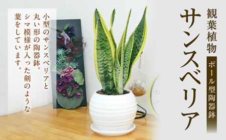 観葉植物 サンスベリア ボール型 陶器鉢 選べる鉢色 黒 白 長崎県大村市 ふるさと納税サイト ふるなび