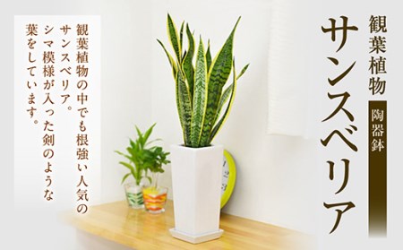 観葉植物 サンスベリア 陶器鉢植え 植物 インテリア 角型 長崎県大村市 ふるさと納税サイト ふるなび