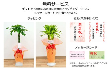 観葉植物 サンスベリア ローレンティ 6号 セラート鉢植え 長崎県大村市 ふるさと納税サイト ふるなび