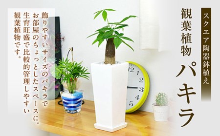 観葉植物 パキラ 陶器鉢植え インテリア 陶器鉢 卓上 角型 長崎県大村市 ふるさと納税サイト ふるなび