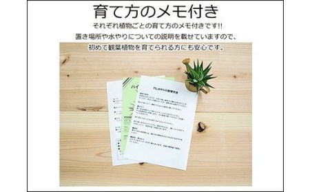 観葉植物 パキラ 陶器鉢植え インテリア 陶器鉢 卓上 角型 長崎県大村市 ふるさと納税サイト ふるなび