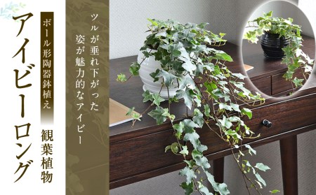 観葉植物 アイビー ヘデラ ロングボール形 陶器 鉢植え 長崎県大村市 ふるさと納税サイト ふるなび