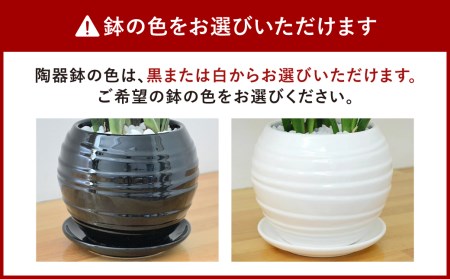 観葉植物 万年青 オモト 甲竜 ボール型 陶器 鉢植え 受け皿付き 長崎県大村市 ふるさと納税サイト ふるなび