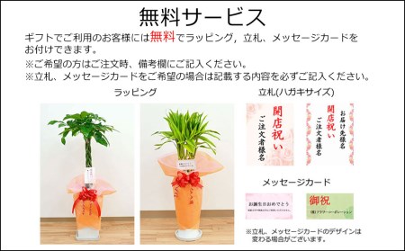 観葉植物 万年青 オモト 甲竜 ボール型 陶器 鉢植え 受け皿付き 長崎県大村市 ふるさと納税サイト ふるなび